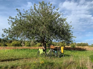 Bicicletas con alforjas bajo un algarrobo en el campo
