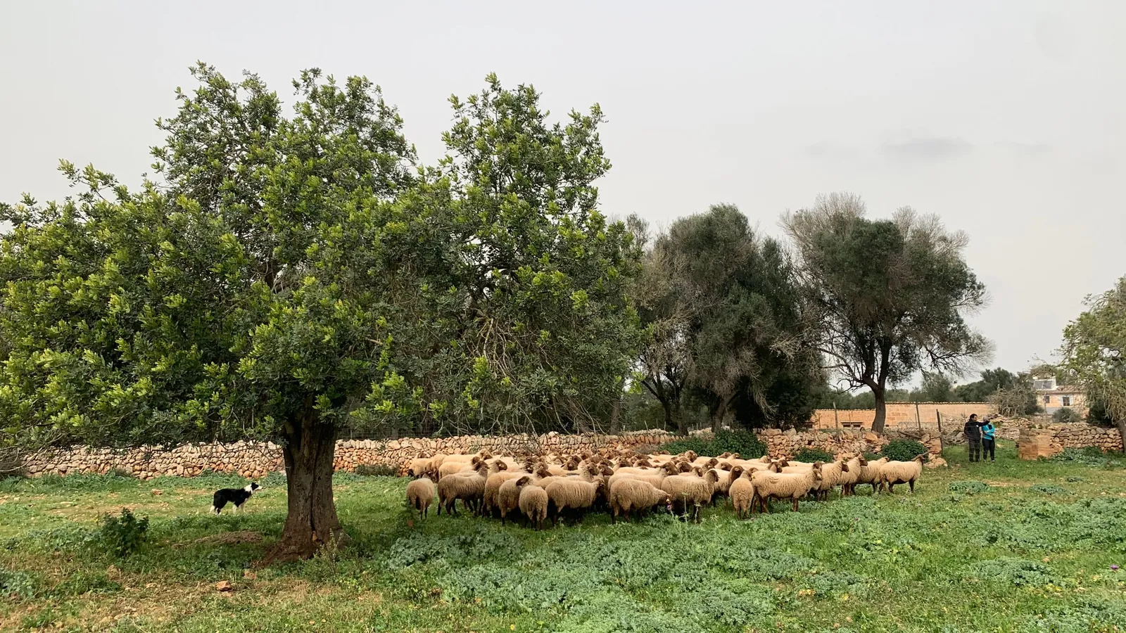 Rebaño de ovejas pastando bajo los árboles
