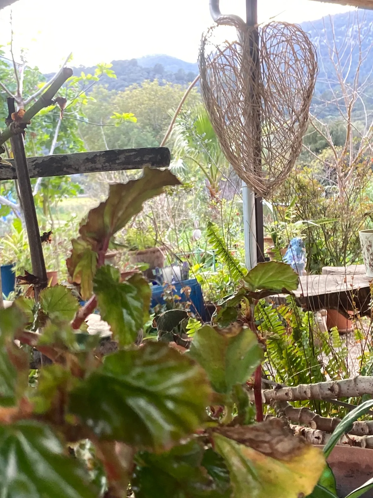 Farolillo de fibra trenzada entre plantas con la montaña al fondo