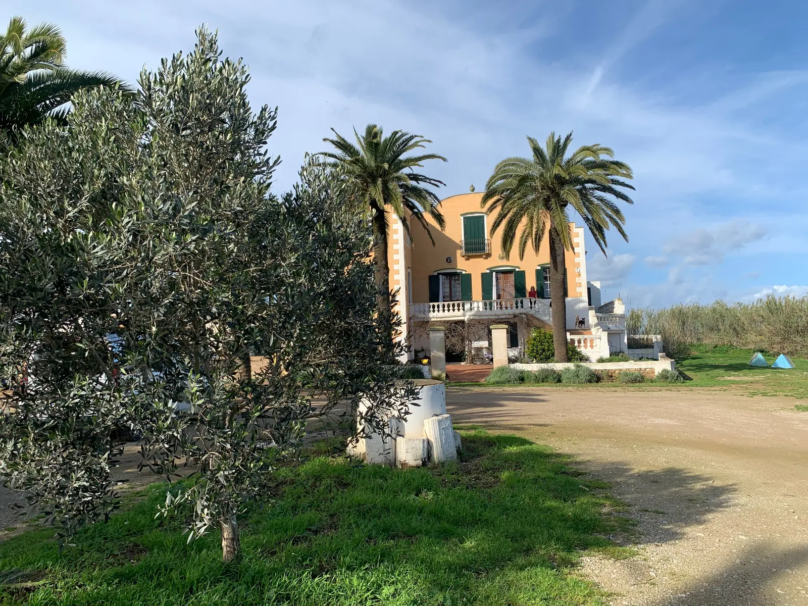 Casa señorial con palmeras y olivos en la entrada