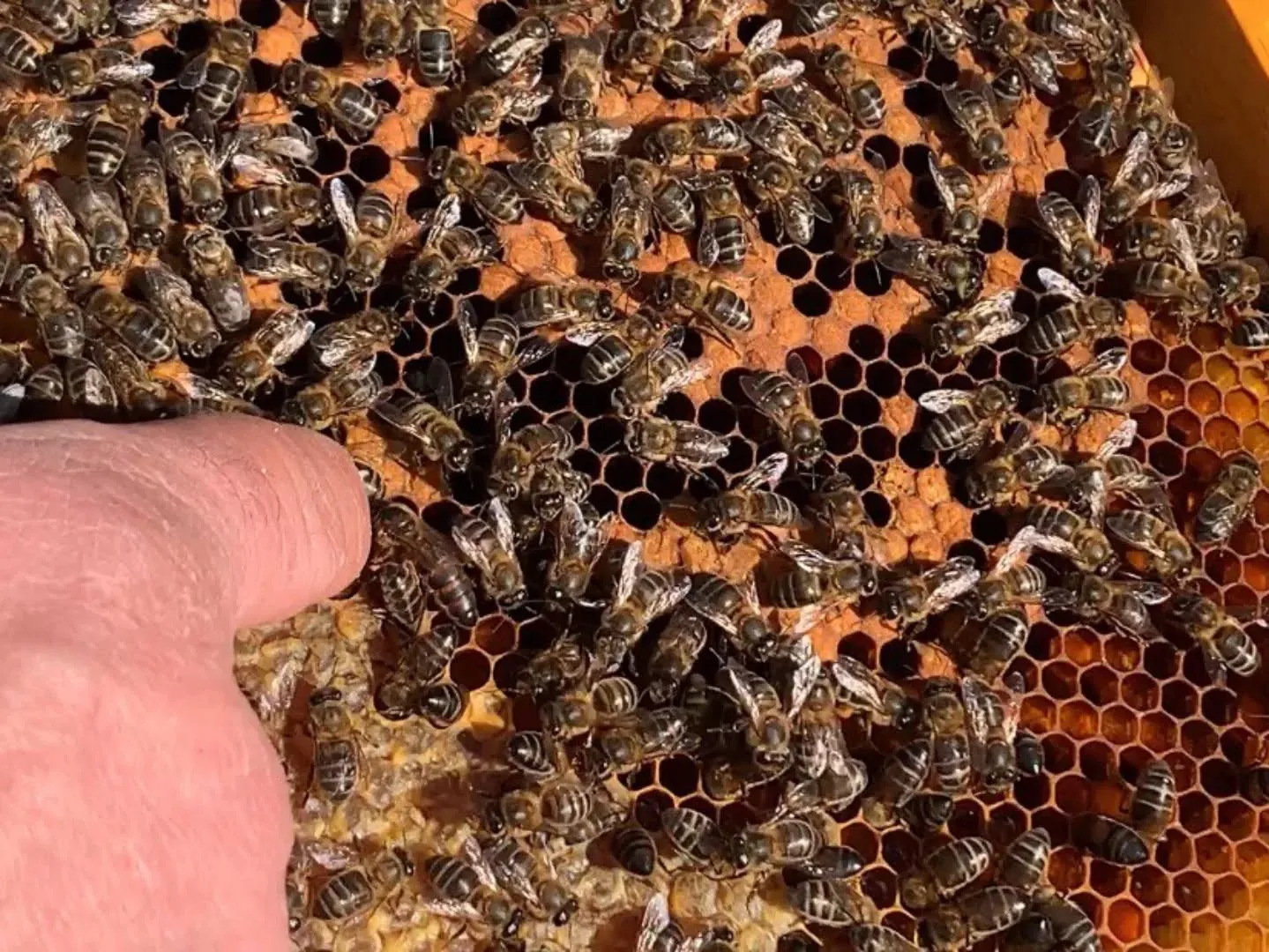 Abejas sobre un panal sostenido con la mano