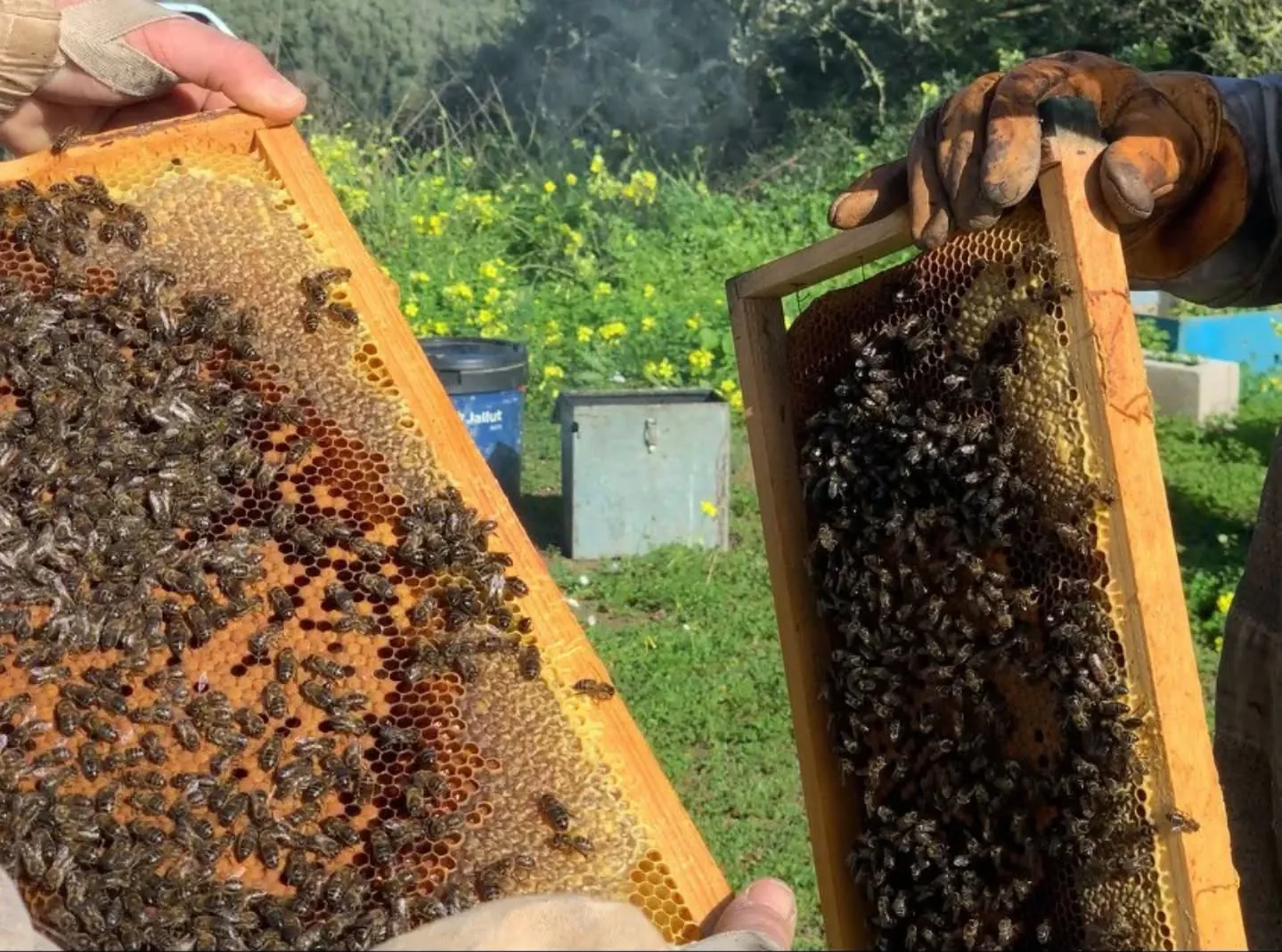 Dos cuadros de colmena cubiertos de abejas