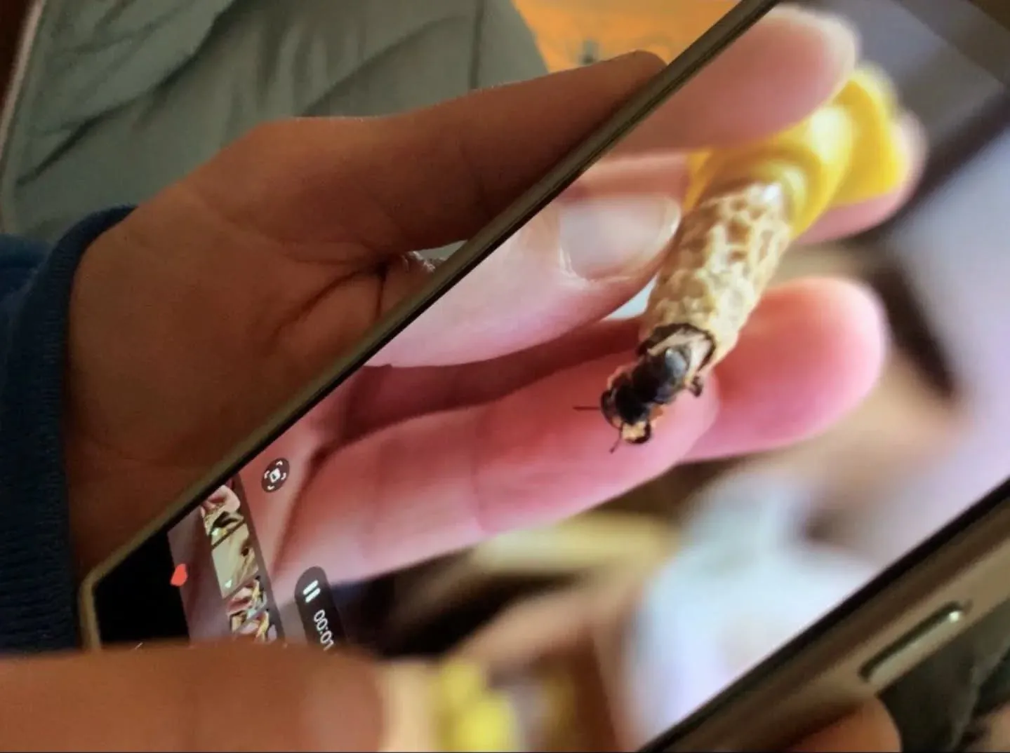 Pantalla de móvil que muestra una abeja reina saliendo de su celda